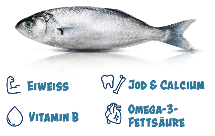 Nährstoffe Fisch - Fisch enthält Eiweiß, Jod & Calcium, Vitamin B und Omega-3-Fettsäuren