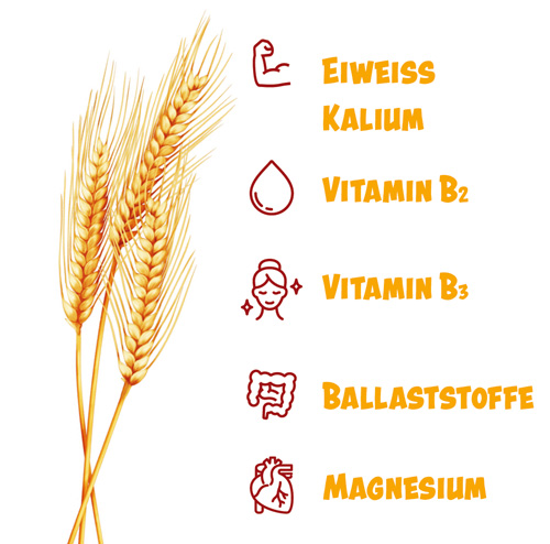 Nährstoffe Getreide: Eiweiss für Muskeln, Vitamin B2 für Blut, Vitamin B3 für die Haut, Ballaststoffe für den Darm, Magnesium fürs Herz