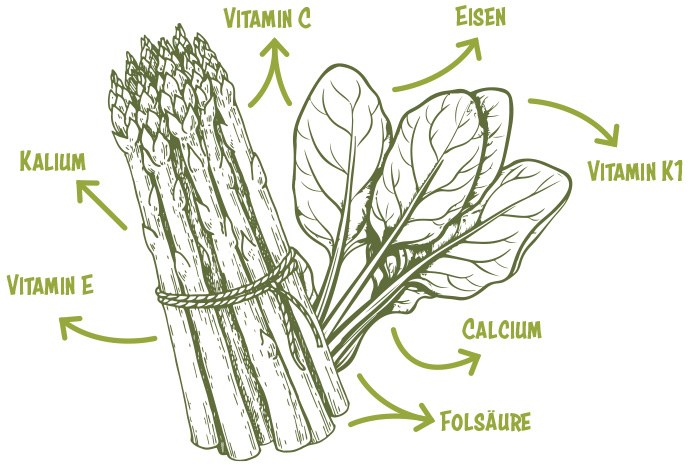 Illustrationen von Spargel und Spinat, beide enthalten Vitamin C, E, K1, Calcium, Kalium, Eisen und Folsäure