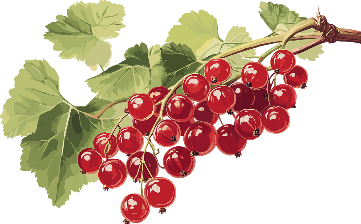 Ein Strauch Johannisbeeren