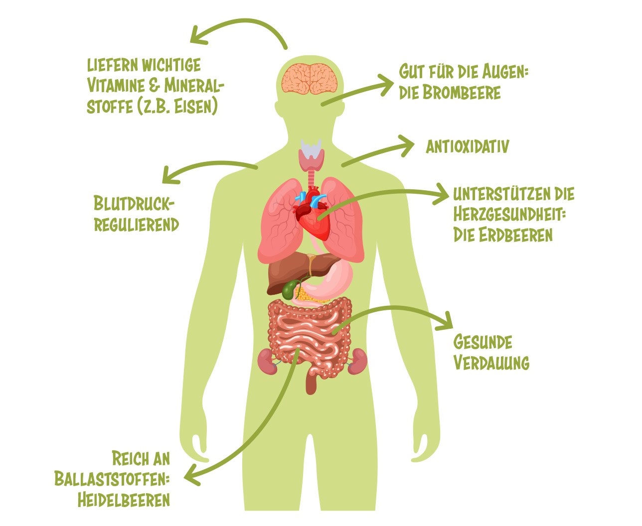 Ein Körper, der verschiedene Vorteile von der Ernähung mit Beeren aufzeigt