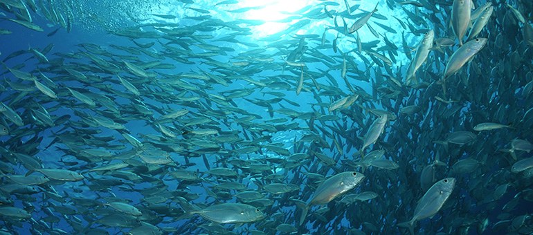 Tausende silberne Fische schwimmen im Schwarm unter der Meeresoberfläche im blauen Meer, fahles Sonnenlicht schimmert durch das Wasser