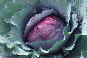 Rotkohl vor der Ernte auf dem Feld