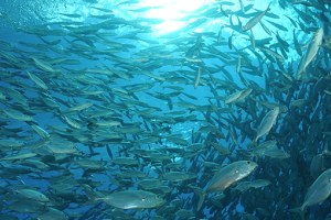 tausende silberne Fische als Schwarm im Meer